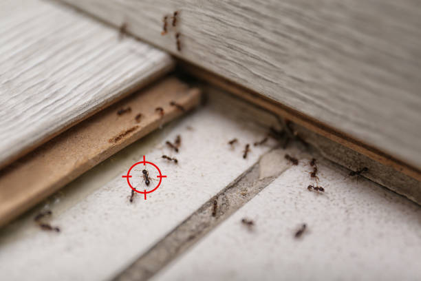 Best Wasp Removal Services  in Ridgemark, CA