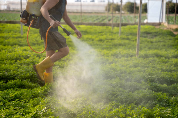 Best Local Pest Control Services  in Ridgemark, CA
