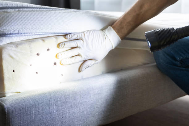 Best Bed Bug Extermination  in Ridgemark, CA